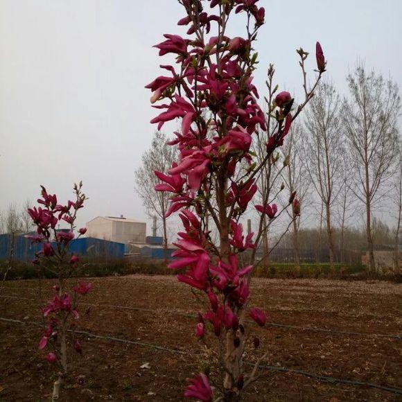 玉兰花怎么养才长得好