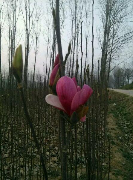 玉兰花怎么养才长得好