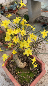 春天的花朵有哪些 花类大全名称及图片