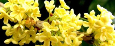 金桂花树种植技术 盆景桂花树养护方法