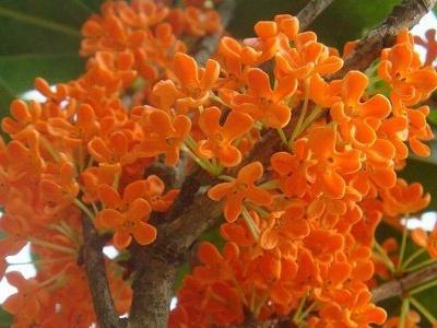 金桂花树种植技术