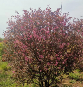 花灌木有哪些 常用绿化灌木品种