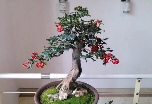 枸骨树怎么载容易活