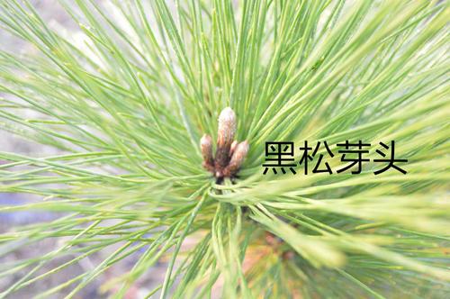 松树的种类有哪些