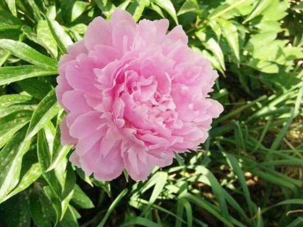 芍药花哪个品种最好看