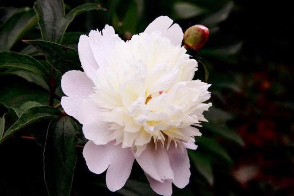 芍药花哪个品种最好看