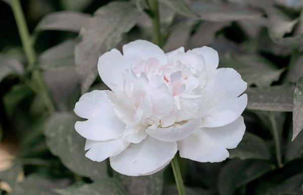 芍药花哪个品种最好看