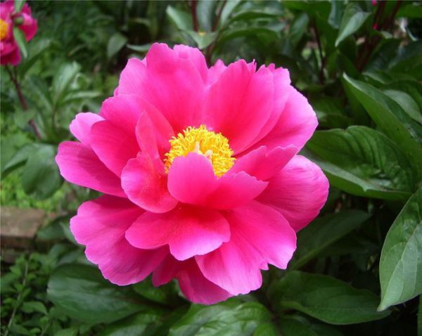芍药花哪个品种最好看