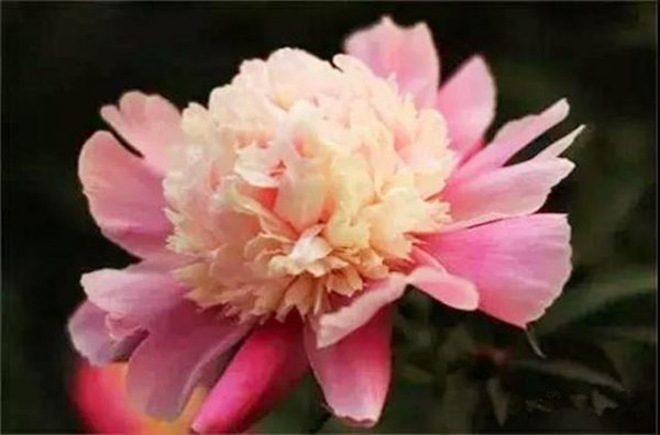 芍药花哪个品种最好看