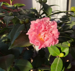 怎样养盆栽茶花 详解茶花的种植技巧
