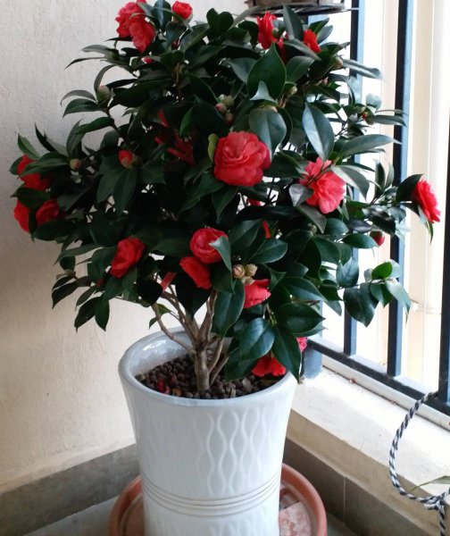 怎样养盆栽茶花