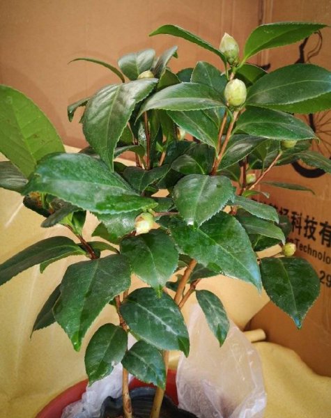 怎样养盆栽茶花