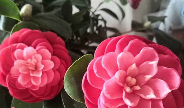 怎样养盆栽茶花