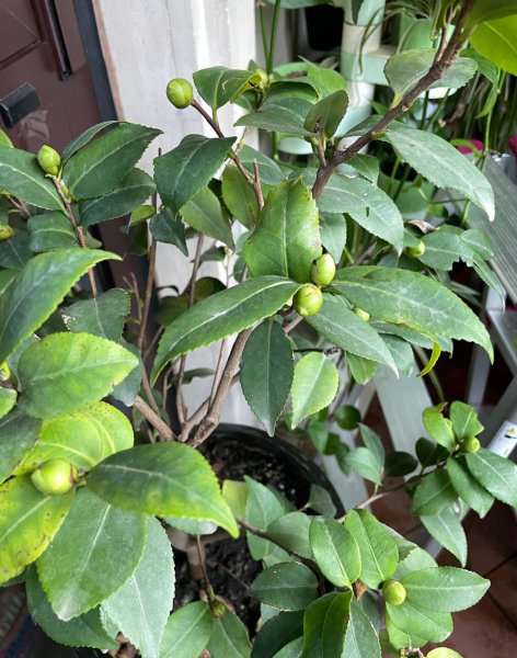 怎样养盆栽茶花