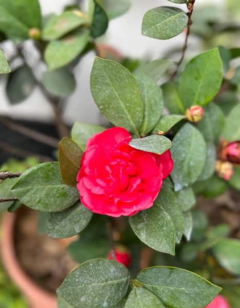 怎样养盆栽茶花