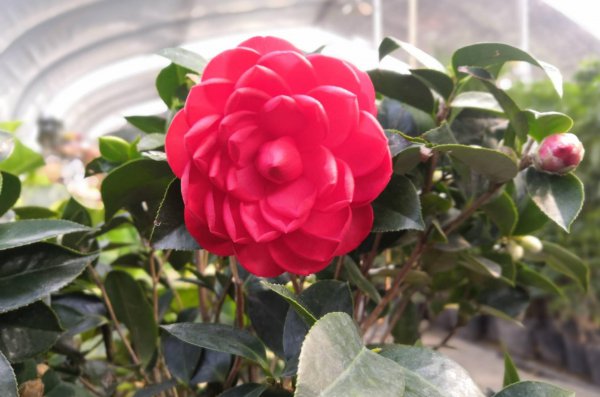 怎样养盆栽茶花