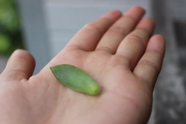 多肉怎么繁殖