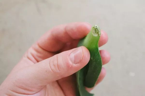 多肉怎么繁殖