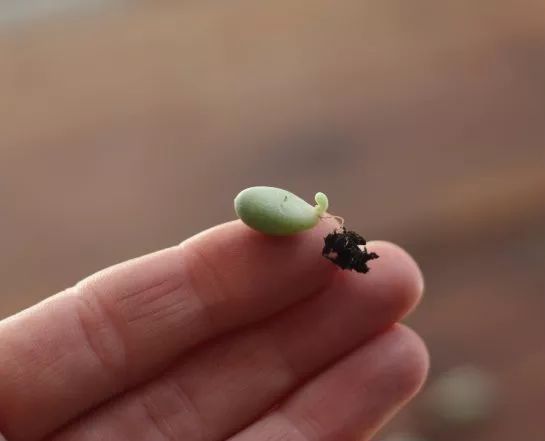 多肉怎么繁殖
