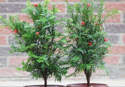 室内养什么花比较好 室内好养的花卉排名