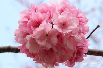 ?；ɑㄓ锸鞘裁??；ǖ脑⒁夂拖笳?/></i><h2>?；ɑㄓ锸鞘裁??；ǖ脑⒁夂拖笳?/h2><p>你是不是想知道?；ɑㄓ锸鞘裁春陀；ǖ脑⒁夂拖笳鞯穆讨不ɑ芙樯?，接下来分享详细内容。樱花的花语是生命、幸福、热烈、纯洁、高尚和精神之美。它</p></a></li>
            <li><a href=