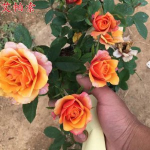 大花月季品种有哪些 值得入手的大花月季介绍