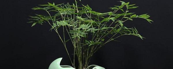 米竹怎么养才能更旺盛
