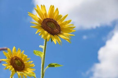 向日葵的花语是什么 浅谈向日葵的含义