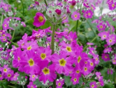 ?；ú莼ㄓ锸鞘裁匆馑?樱花草的象征和寓意