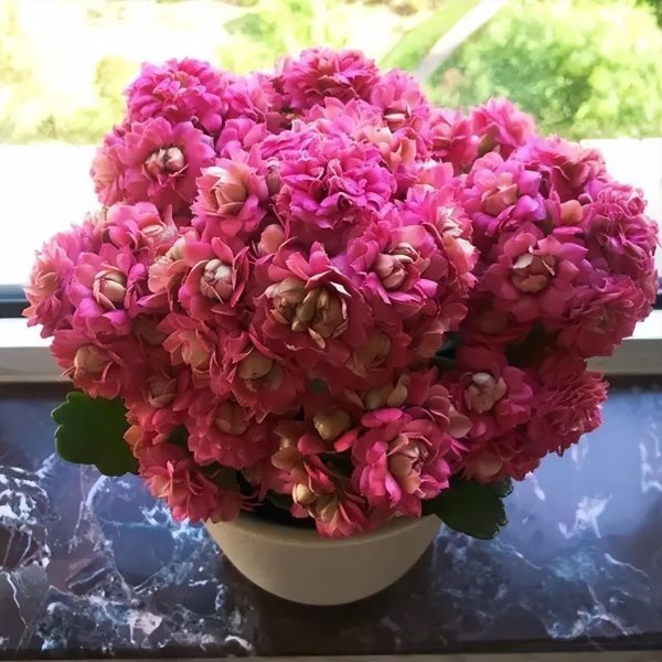 哪些盆栽花好看又好养活