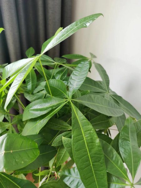 哪些盆栽花好看又好养活