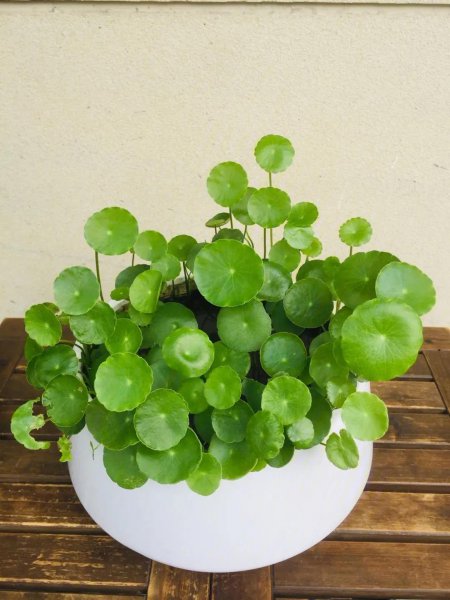 哪些盆栽花好看又好养活