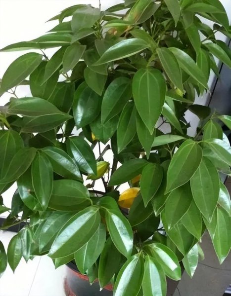 哪些盆栽花好看又好养活