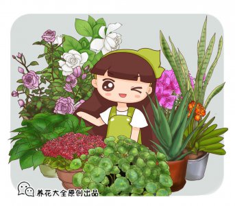 仙客来怎么养家庭养法 养仙客来花盆栽技巧