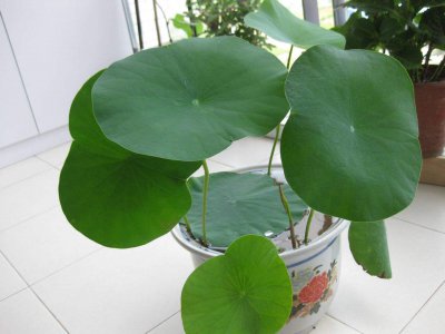 碗莲的种植方法和注意事项 盆栽碗莲的种植技巧