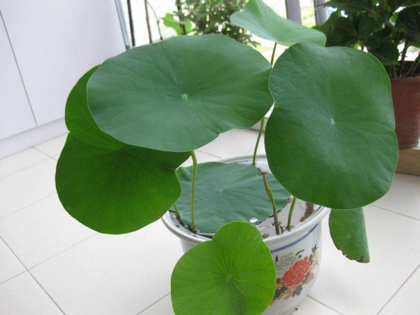 碗莲的种植方法和注意事项