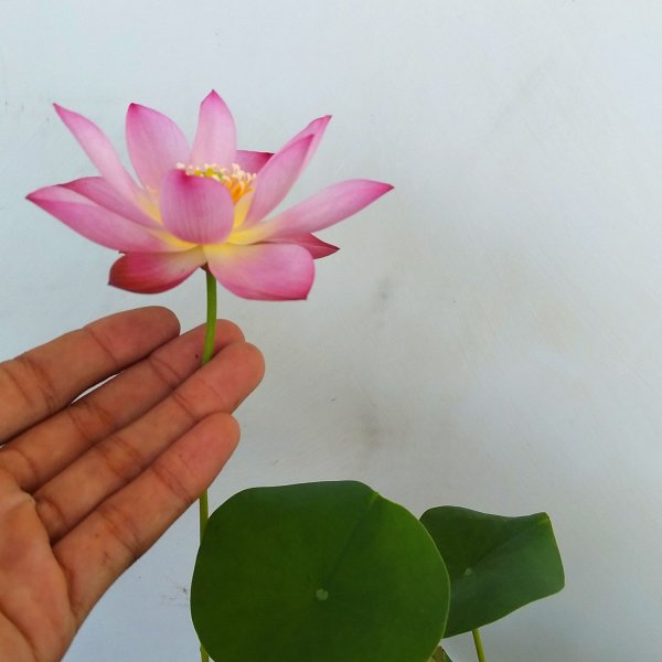 碗莲的种植方法和注意事项