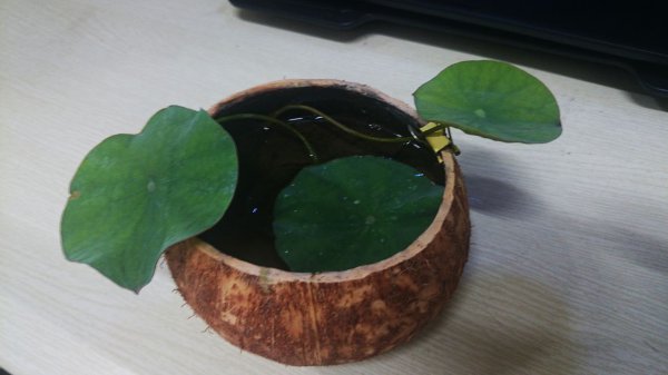 碗莲的种植方法和注意事项