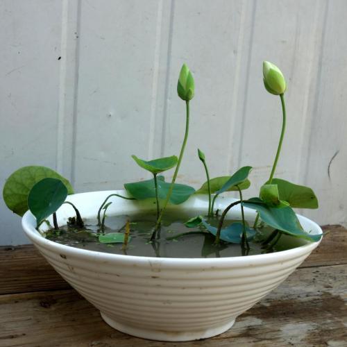 碗莲的种植方法和注意事项