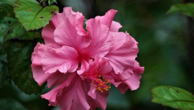 芙蓉花有几种颜色 芙蓉花的品种图片大全