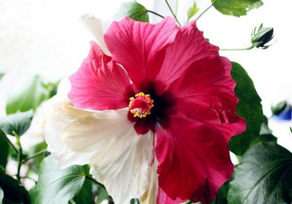 芙蓉花有几种颜色