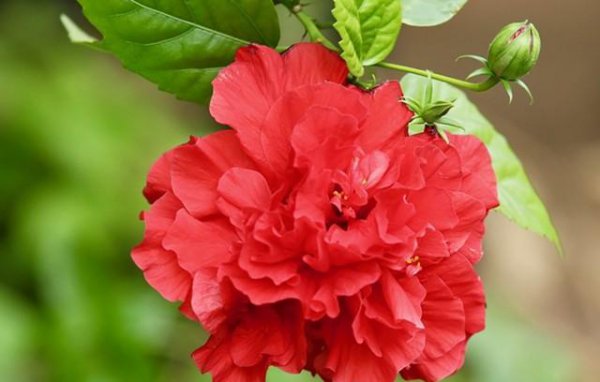 芙蓉花有几种颜色