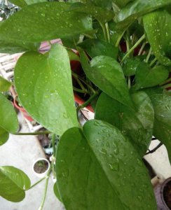 室内花卉品种大全 家庭常见的盆栽花卉