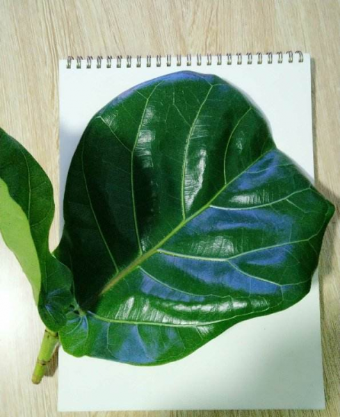 室内花卉品种大全