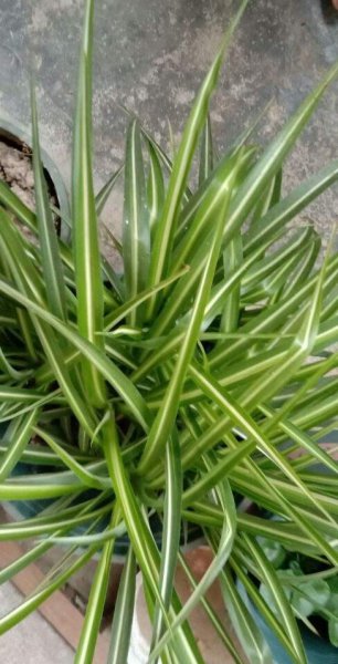 室内花卉品种大全