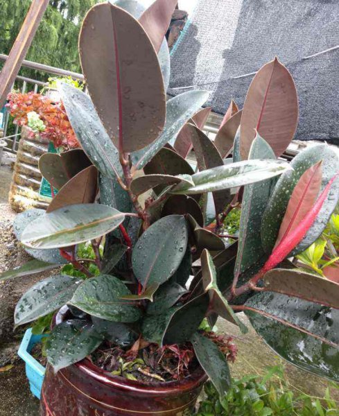 室内花卉品种大全
