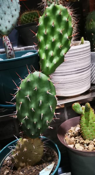 室内花卉品种大全