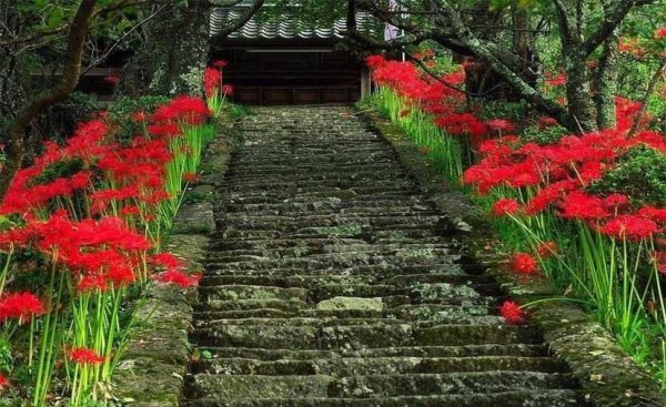 黑色彼岸花图片大全