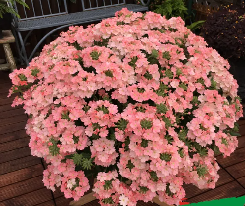 草花品种名称大全