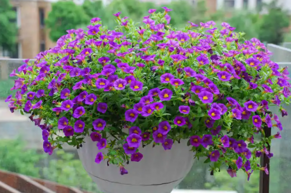 草花品种名称大全